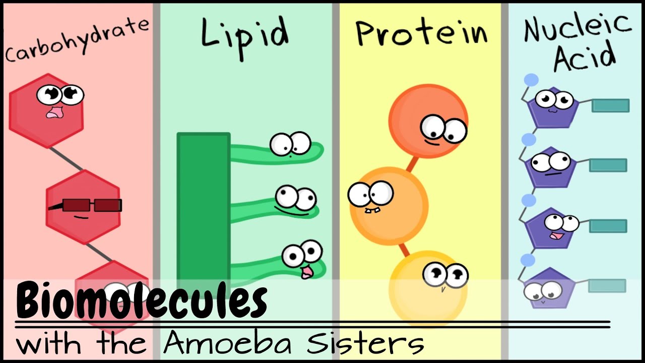 Biomolecules (Older Video 2016)