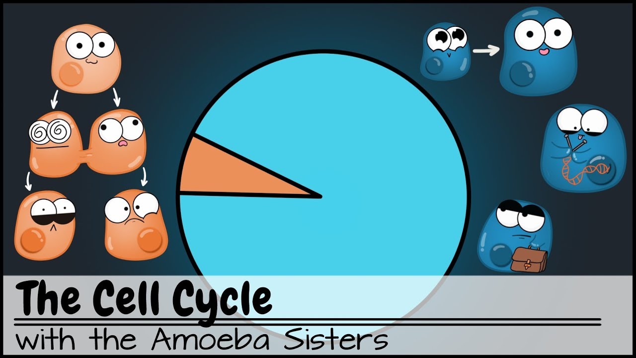 The Cell Cycle (and cancer) [Updated]